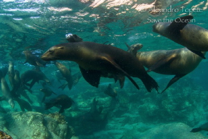 Sea Lions Family, La Paz Mexico by Alejandro Topete 